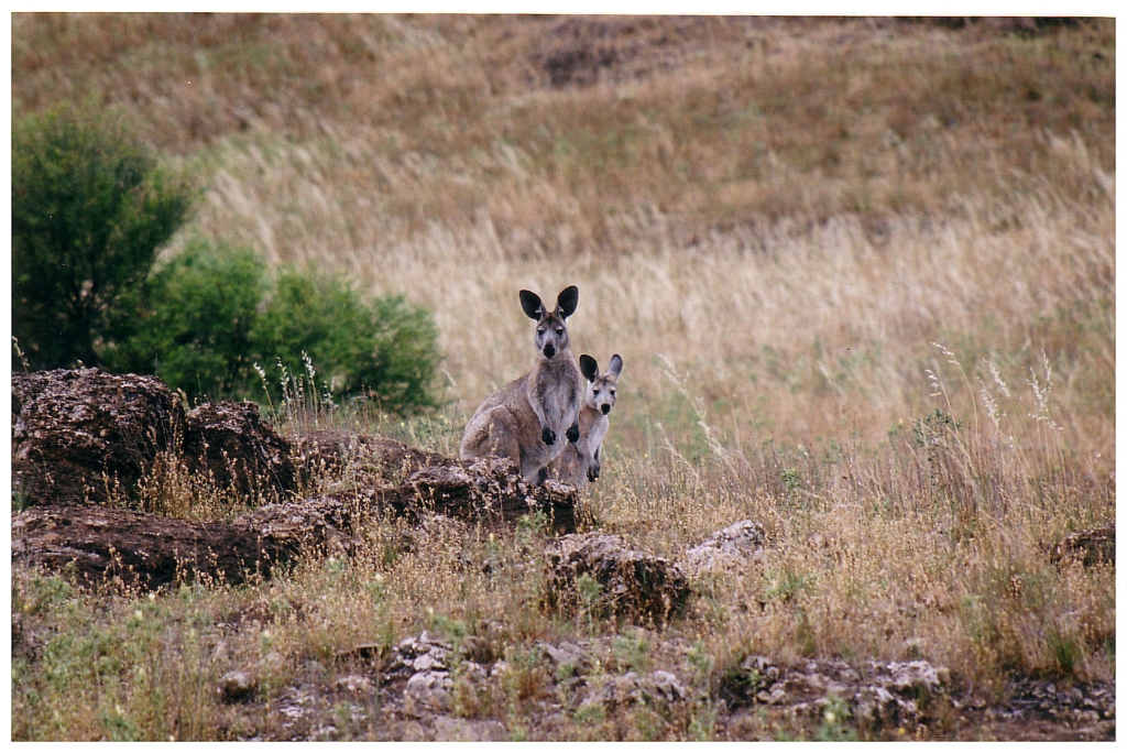 03 - The Flinders Ranges (26).jpg